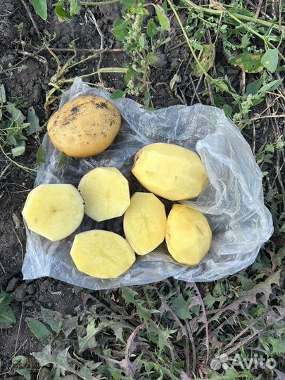 Картофель Коломбо опт