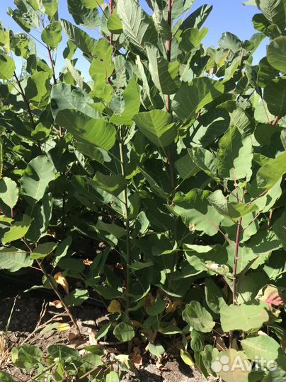 Саженцы Дёрен, Барбарис и другие