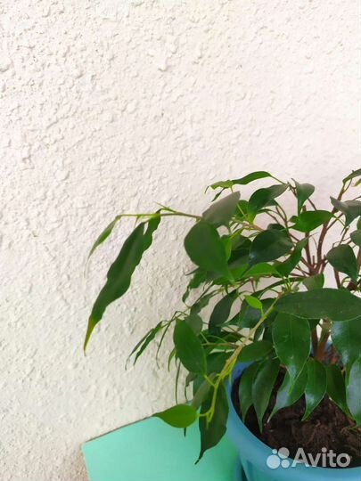 Фикус бенджамина