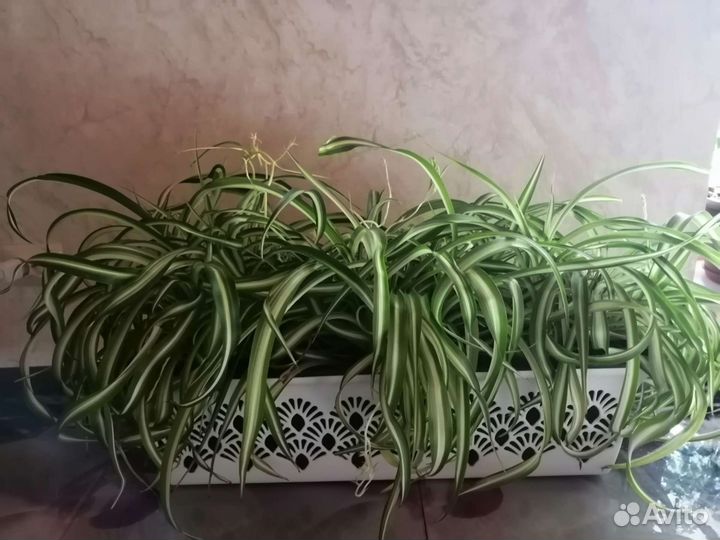 Хлорофитум кудрявый