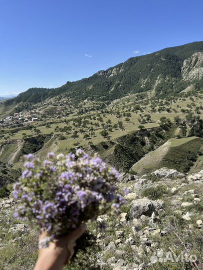 Чабрец горный