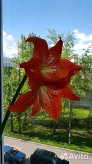 Гиппеаструм