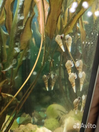 Улитка донная Мелания, креветки аквариумные