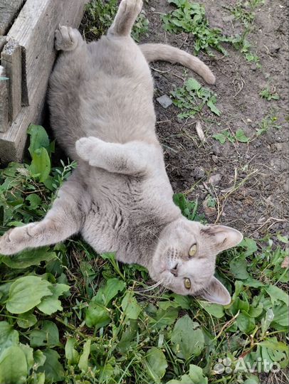 Ласковый котик