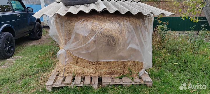 Сено люцерны в тюках