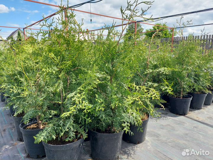 Туя Брабант