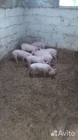 Поросенок ландрас