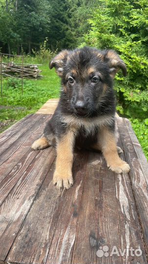 Щенки немецкой овчарки (очень красивые детки)