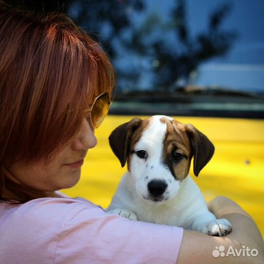 Щенки Джек Рассел терьера гладкошерстные