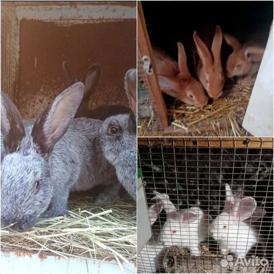 Породистые кролики