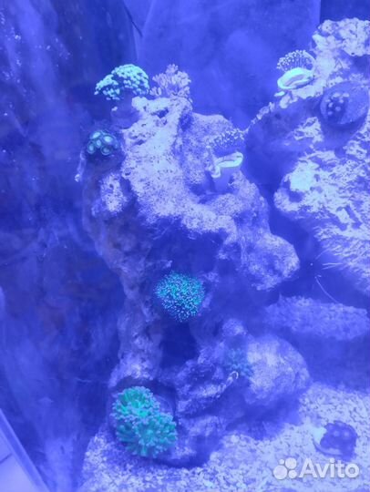 Живые камни для морского аквариума