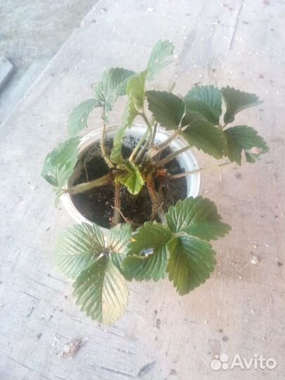 Клубника луговая