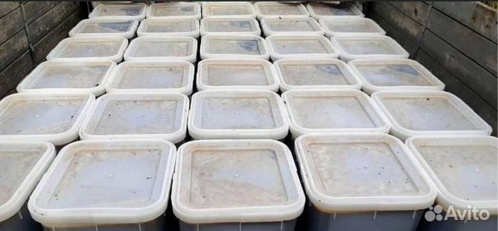 Мед оптом с Алтая от 0.5 Тонн