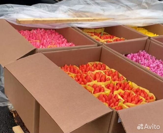 Тюльпаны к 8 марта оптом