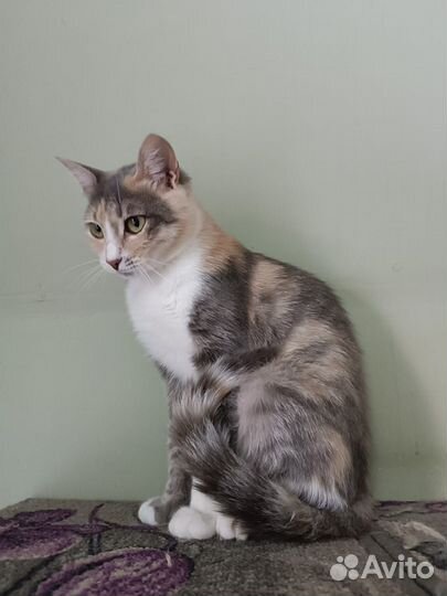 Кошка Мила)