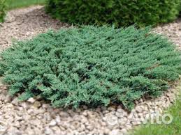 Растения для декоративного оформления участка