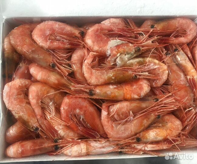 Креветка Северная