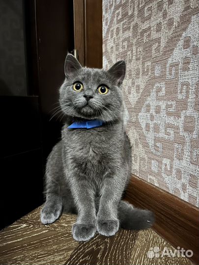 Британский кот