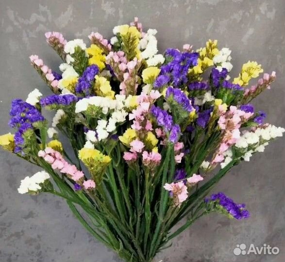 Рассада бархатцы, астры, статица