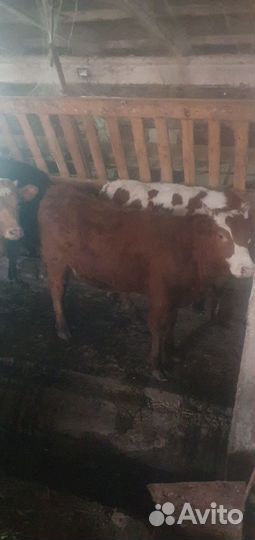 Тёлки с откорма