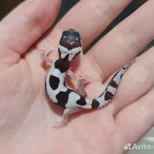 Эублефар пятнистый ящерица геккон