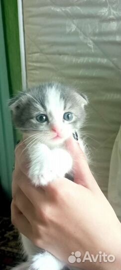 Вислоухие котята