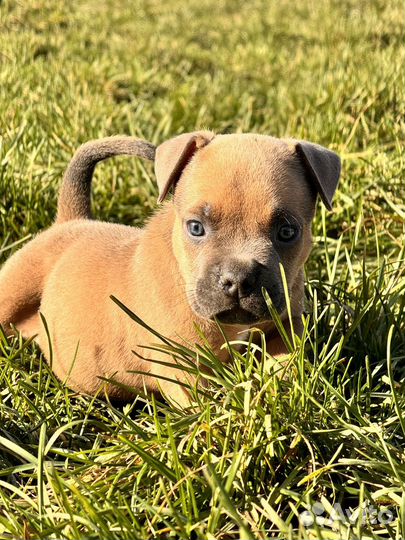 Америкаский булли щенки