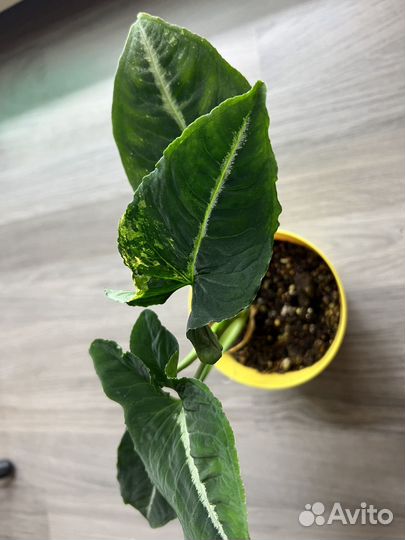 Сингониум- яичница