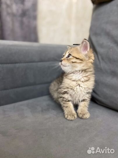 Котенок (британец)