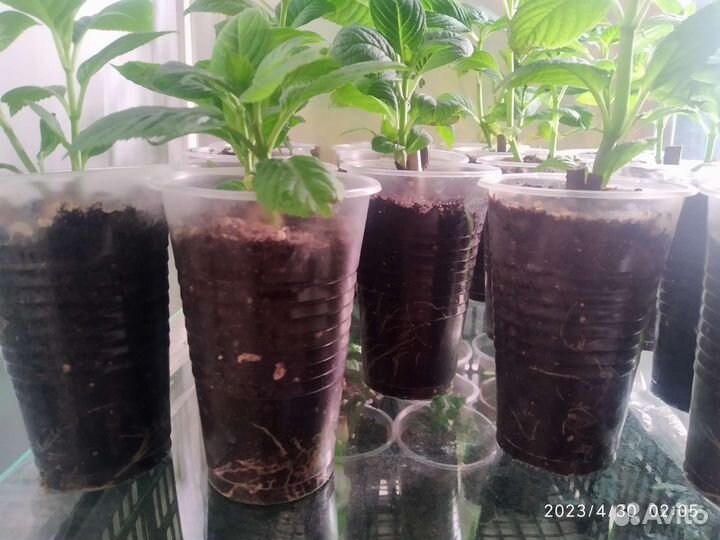 Гортензия крупнолистная саженцы