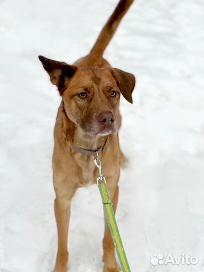 Пёс со смешными ушами ищет дом