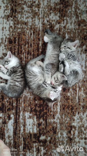Котята в добрые руки