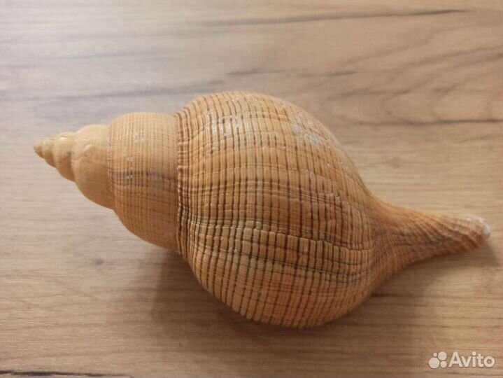 Морская раковина