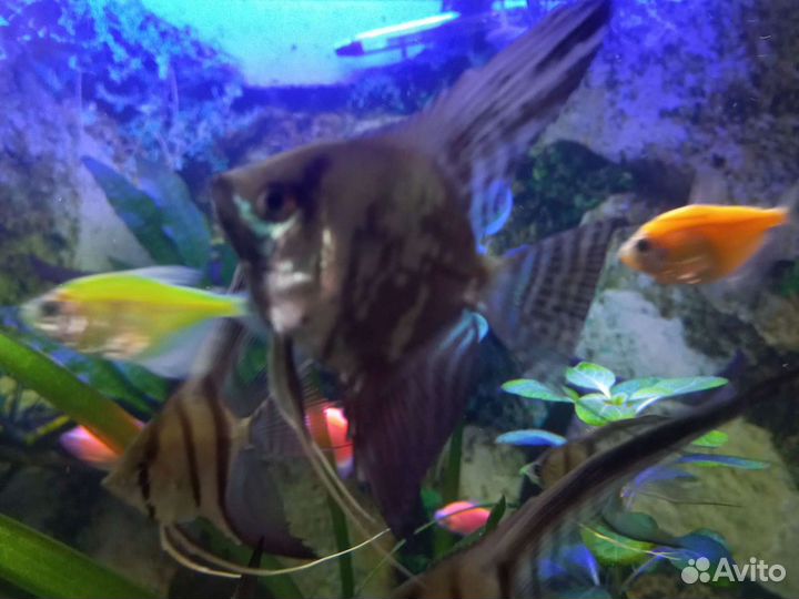 Аквариумные рыбки