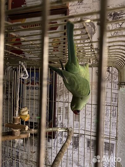 Ожереловый попугай