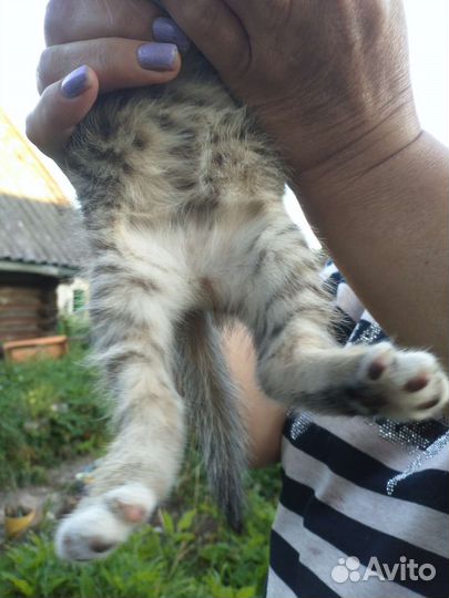 Котятики полосатики мальчики в добрые руки