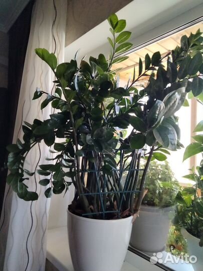 Замиокулькас