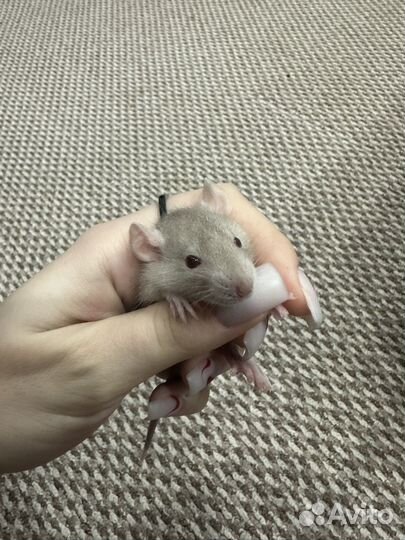 Декоративная крыса