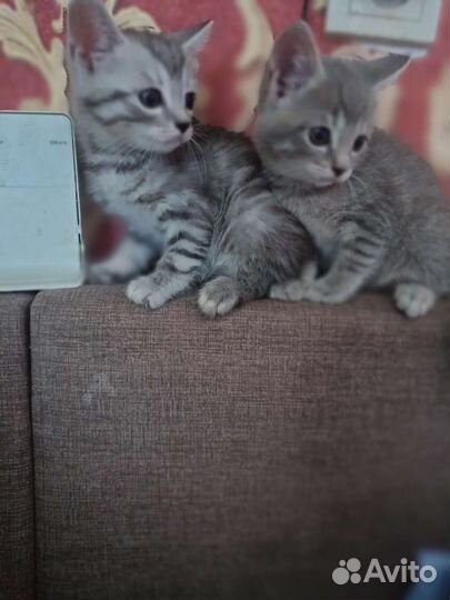 Кошки шотландцы