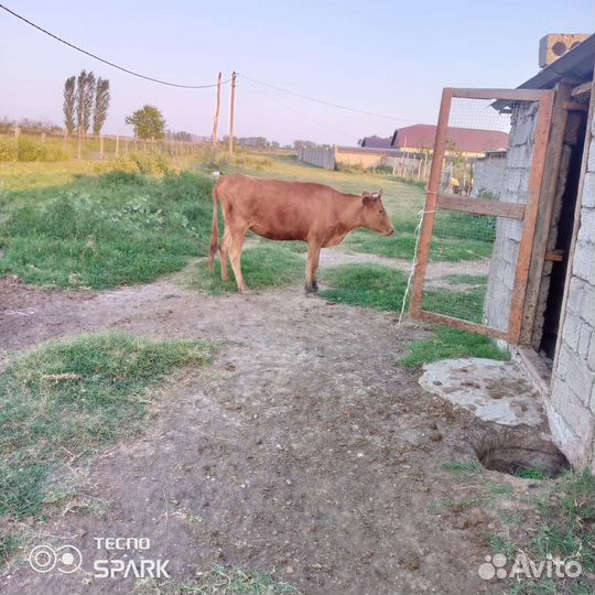 Коровы дойные