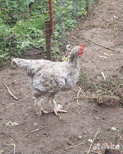 Петушки породистые