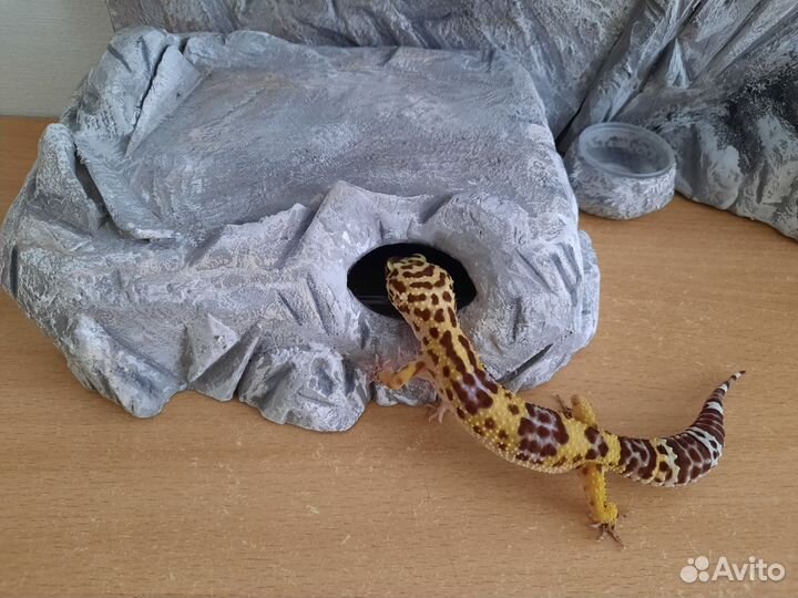 Фон для террариума + укрытие + влажная камера