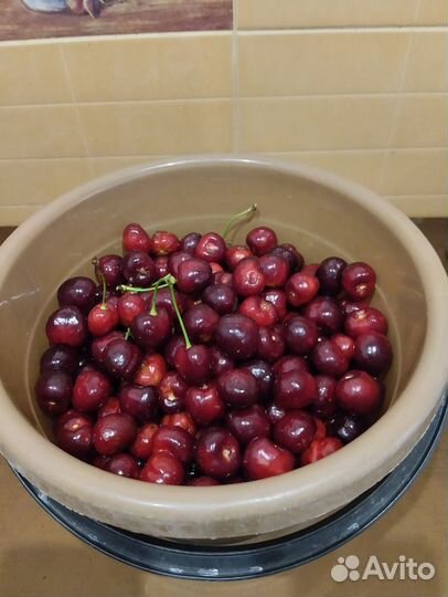 Саженец черешни