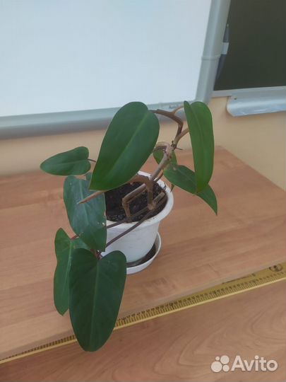 Толстянка, филодендрон