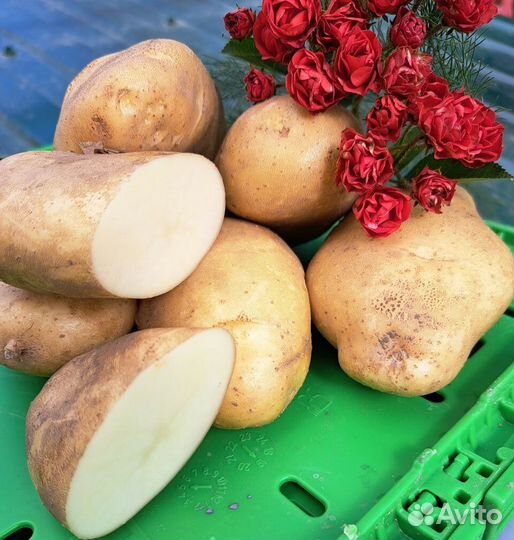 Картофель Барс (белый лапоть) семенной, 1 кг