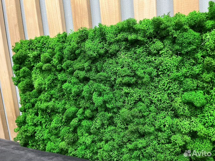 Картина с живым мхом