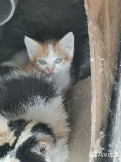 Котенок в добрые руки