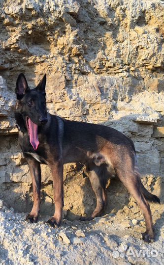 Малинуа Вязка