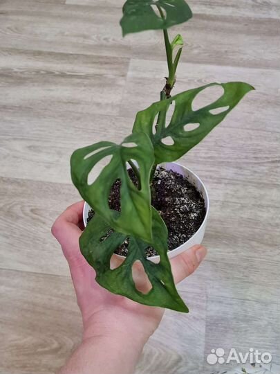 Монстера манки маск