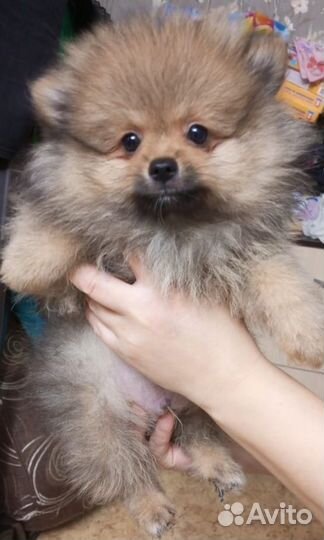 Щенки шпица